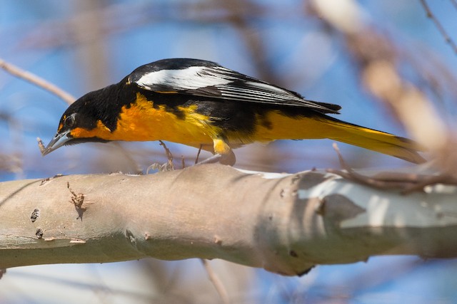 Black-backed Oriole - eBird