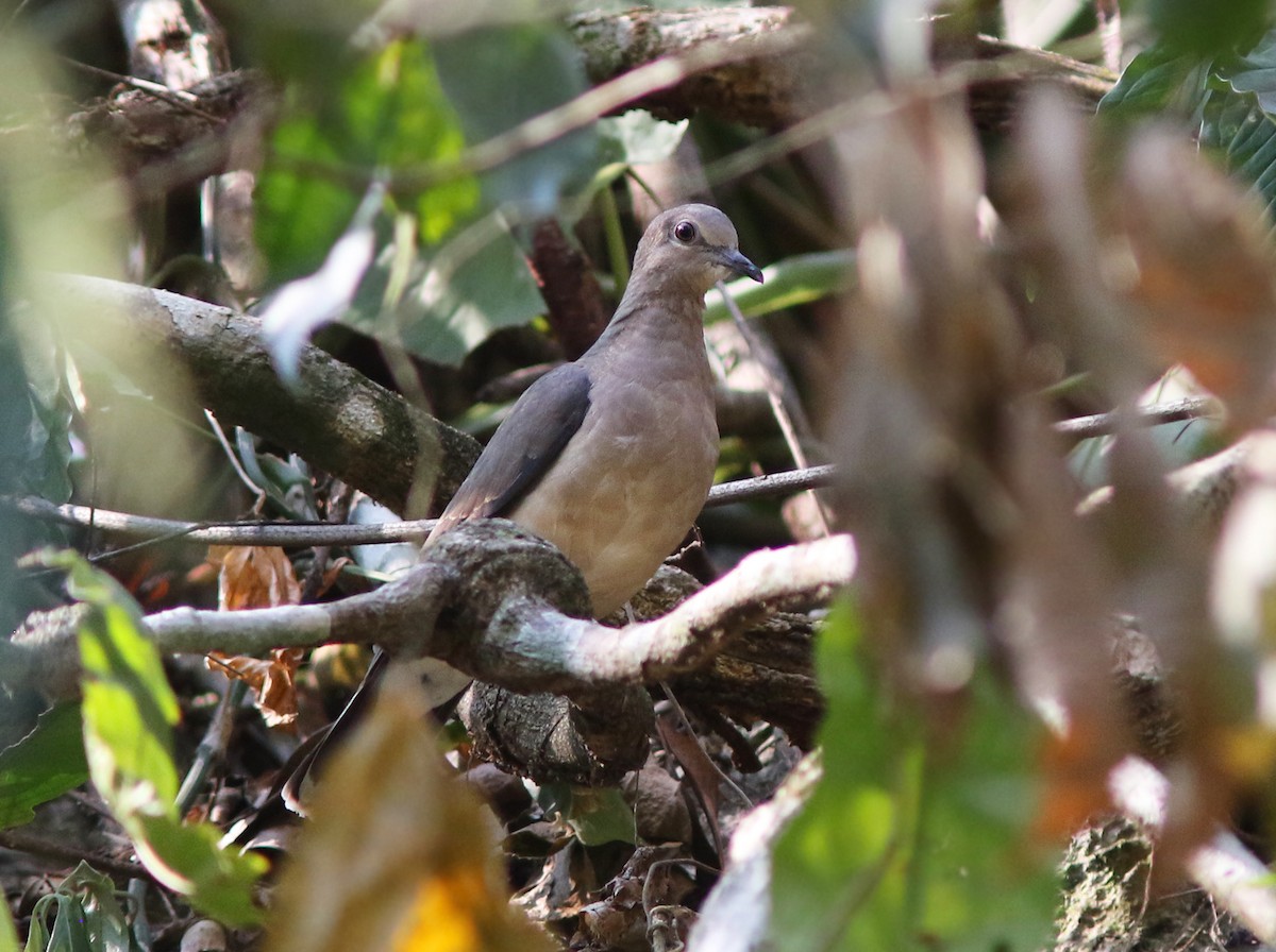White-tipped Dove - Amy McAndrews