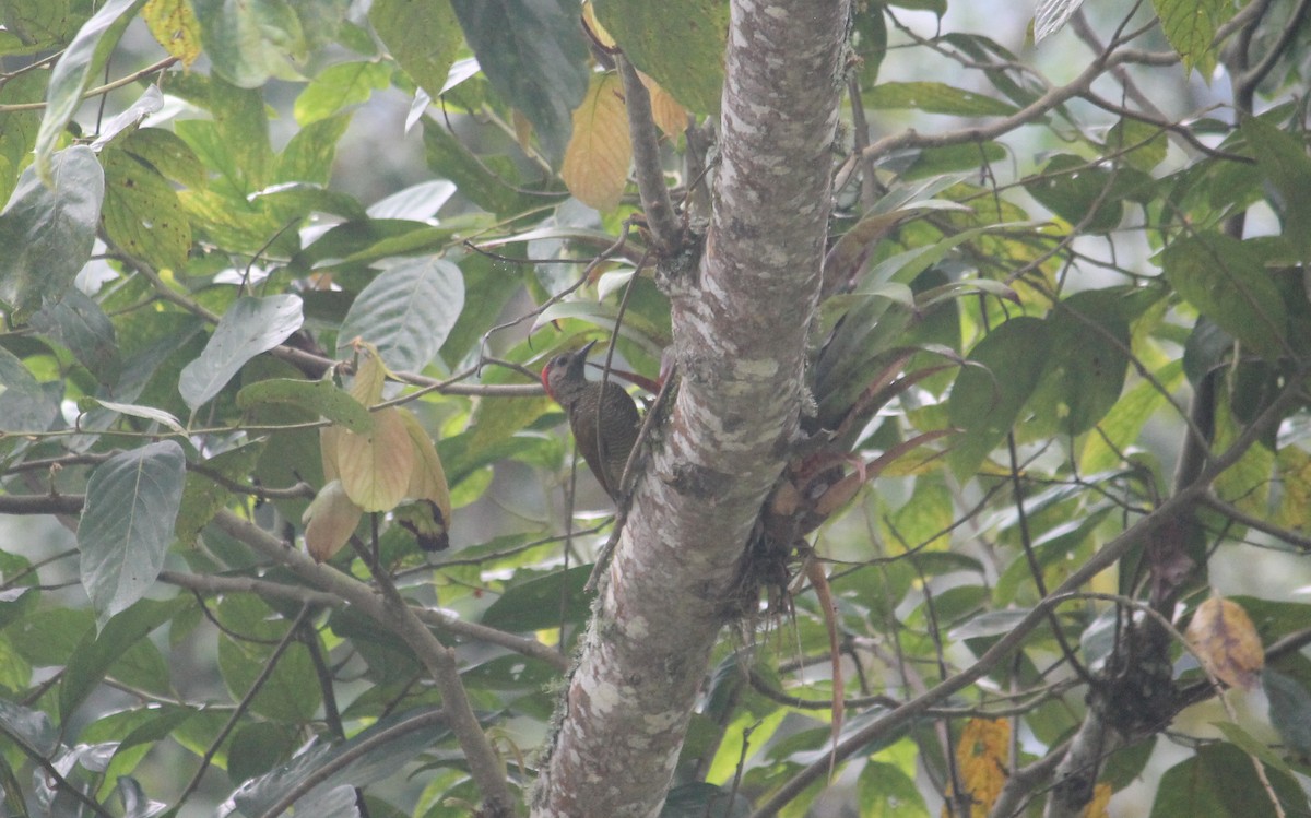 Golden-olive Woodpecker - ML168832751