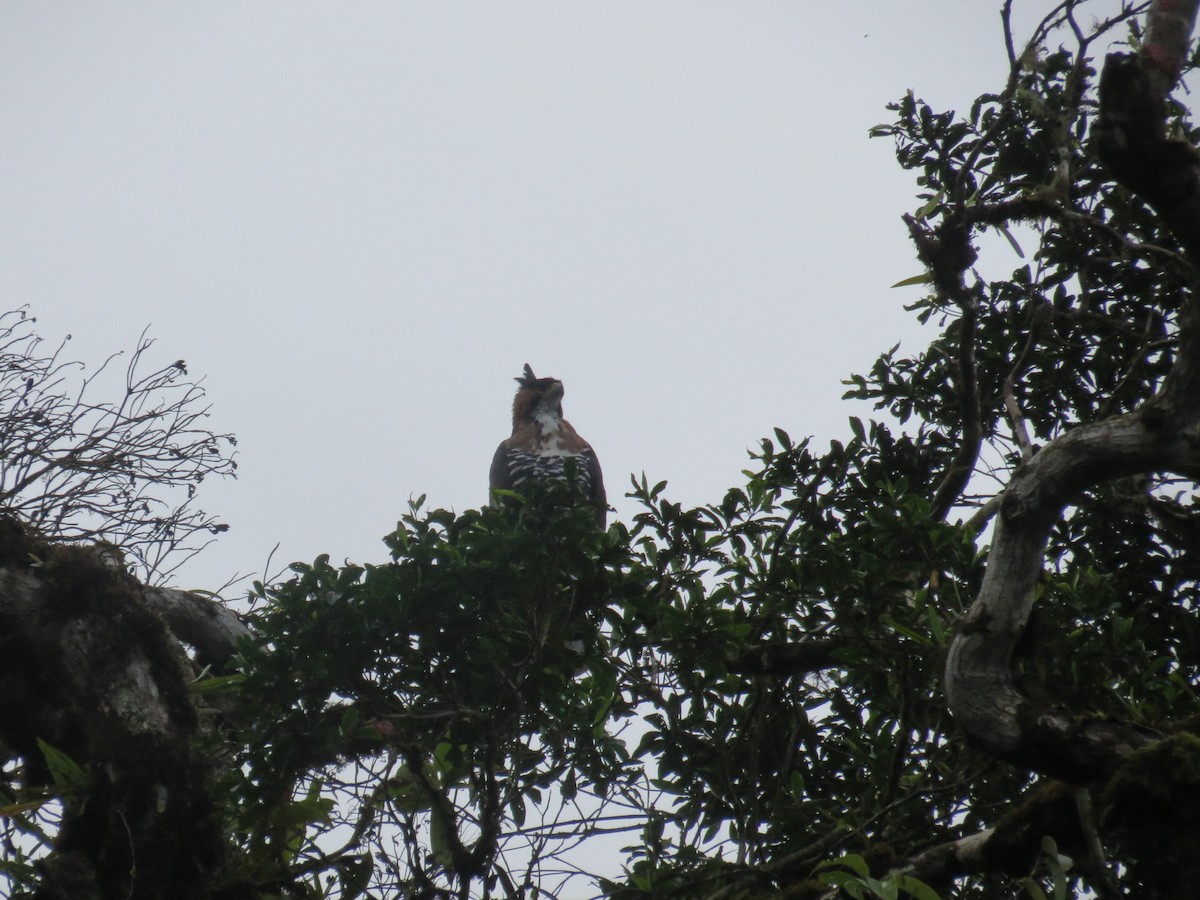 Ornate Hawk-Eagle - Jeisson Figueroa Sandi