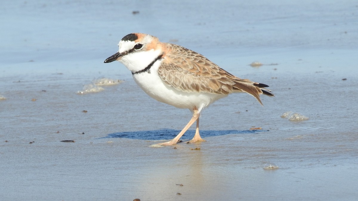 Collared Plover - ML168834701