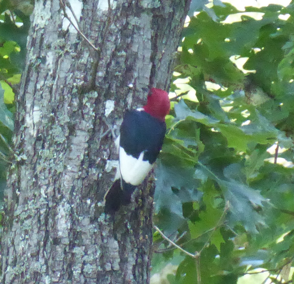 Red-headed Woodpecker - ML168836841