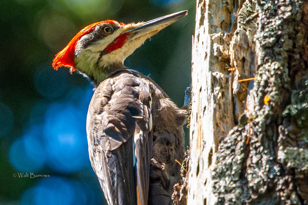 Pileated Woodpecker - ML168836941