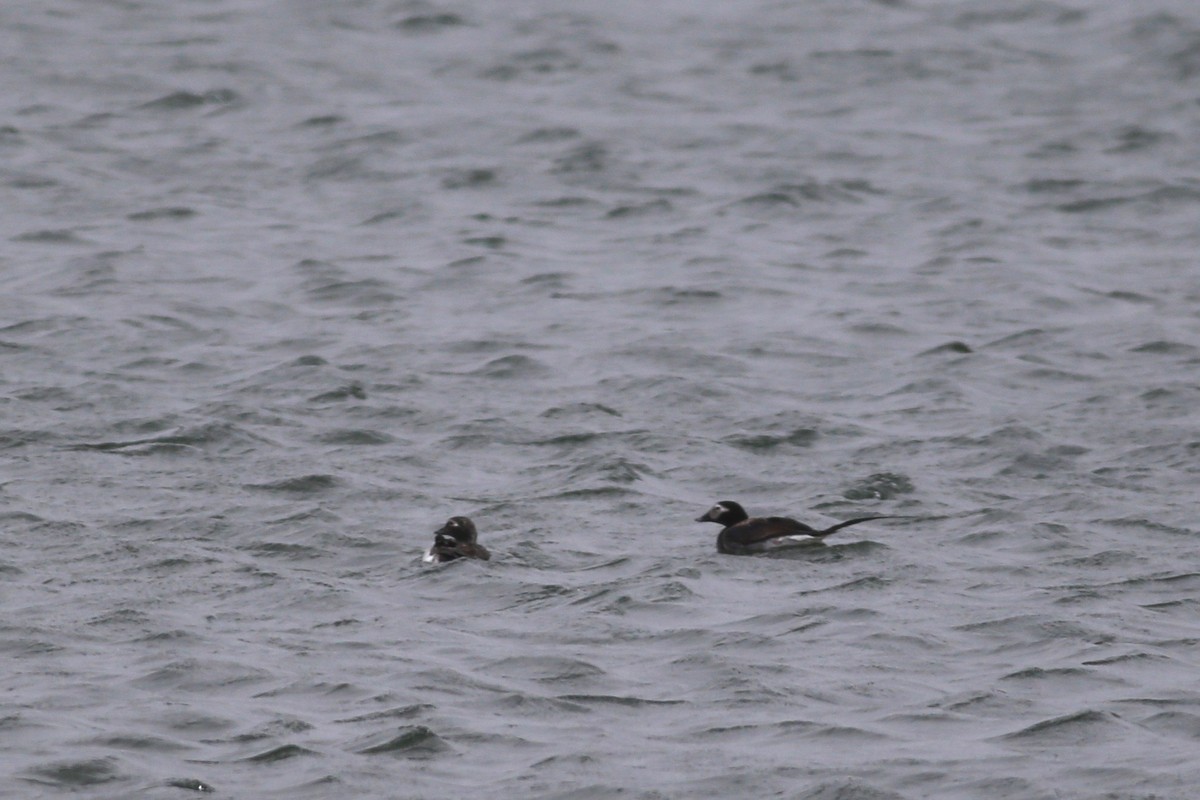 Long-tailed Duck - ML168839401
