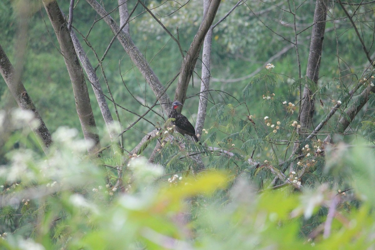 Band-tailed Guan - ML168842201