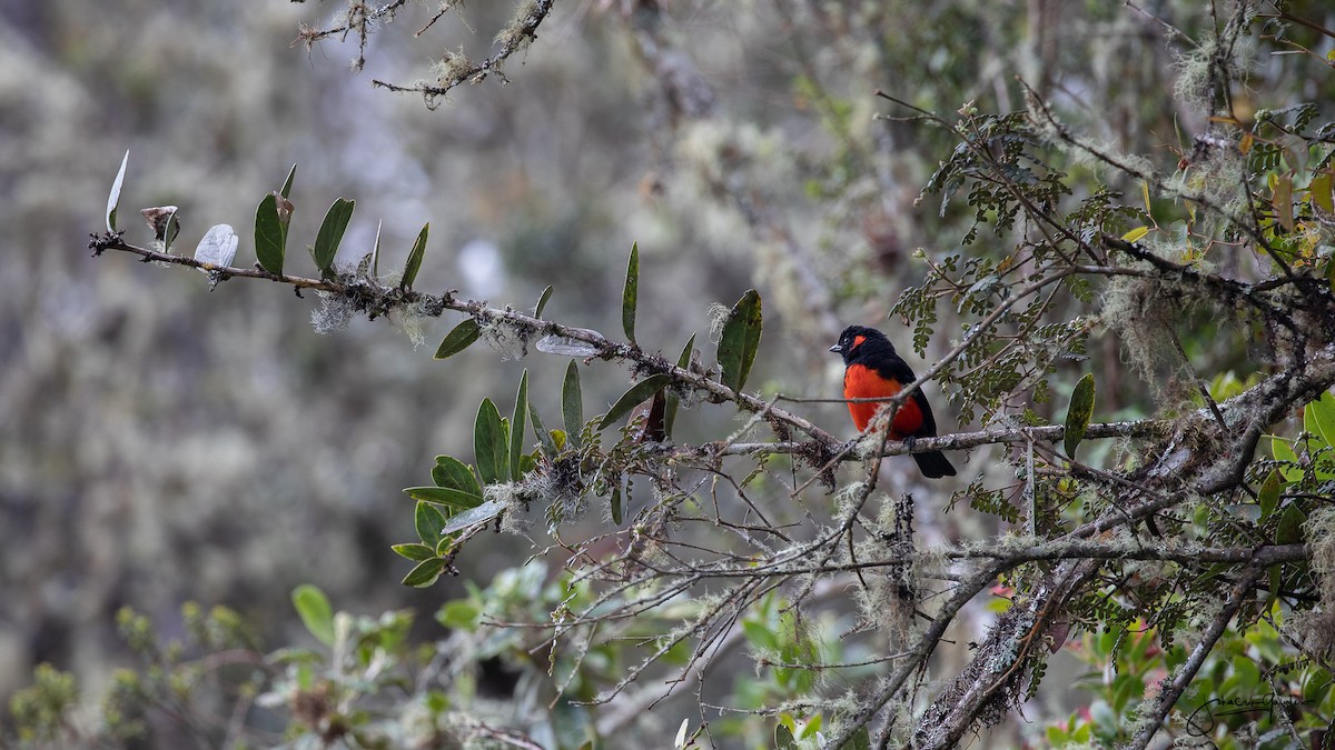 Scarlet-bellied Mountain Tanager - ML168845021