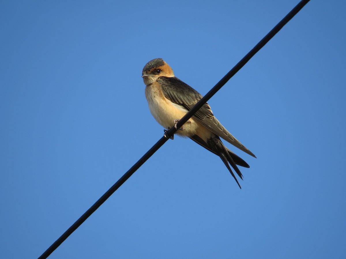 Red-rumped Swallow - Henrique Pina