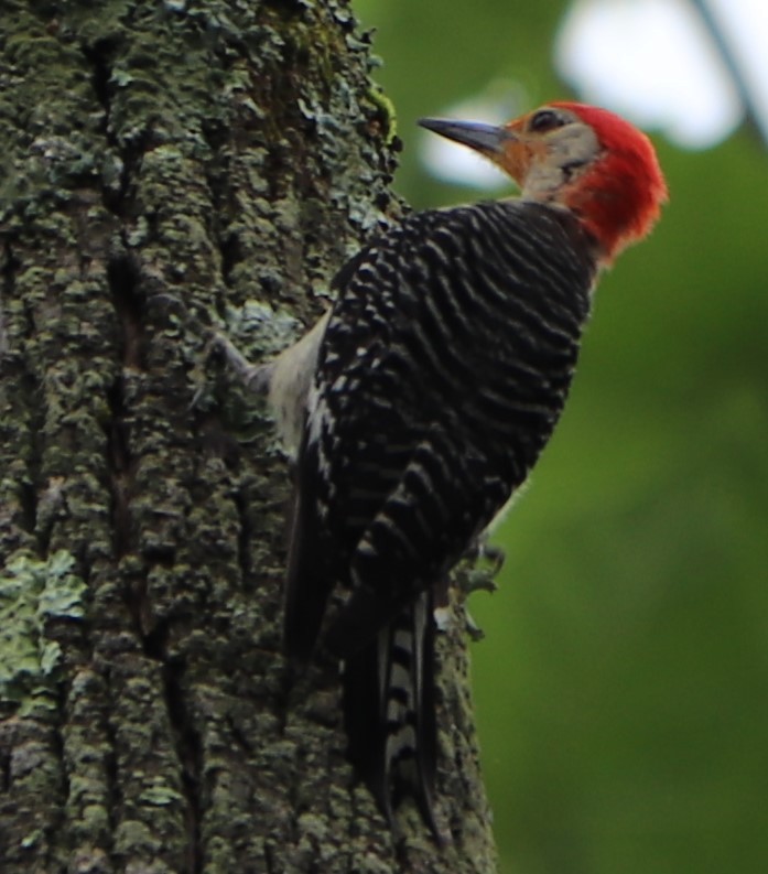 Red-bellied Woodpecker - ML168846791