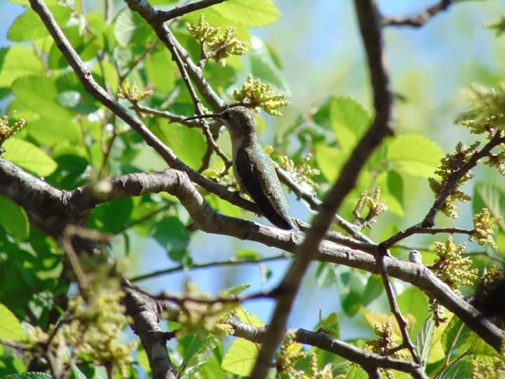Black-chinned Hummingbird - ML168848251