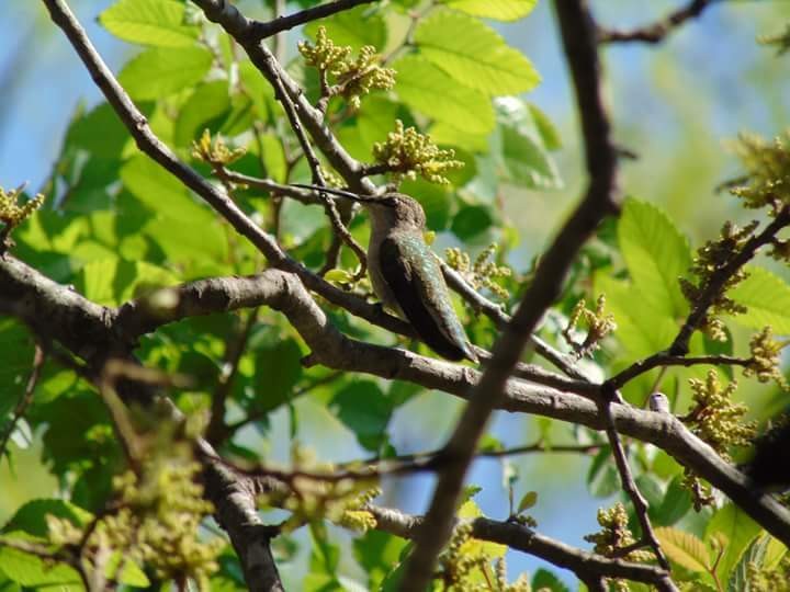 Black-chinned Hummingbird - ML168848271