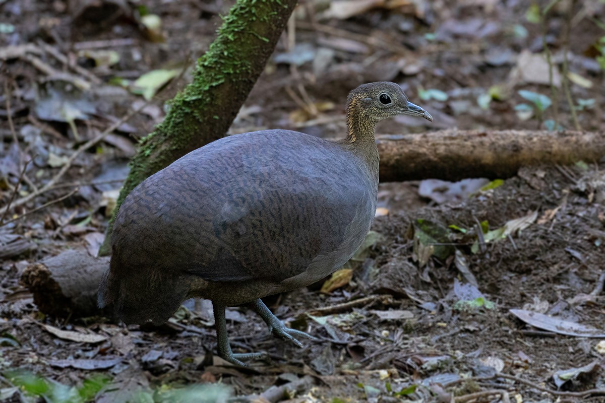 Solitary Tinamou - Alexandre Gualhanone