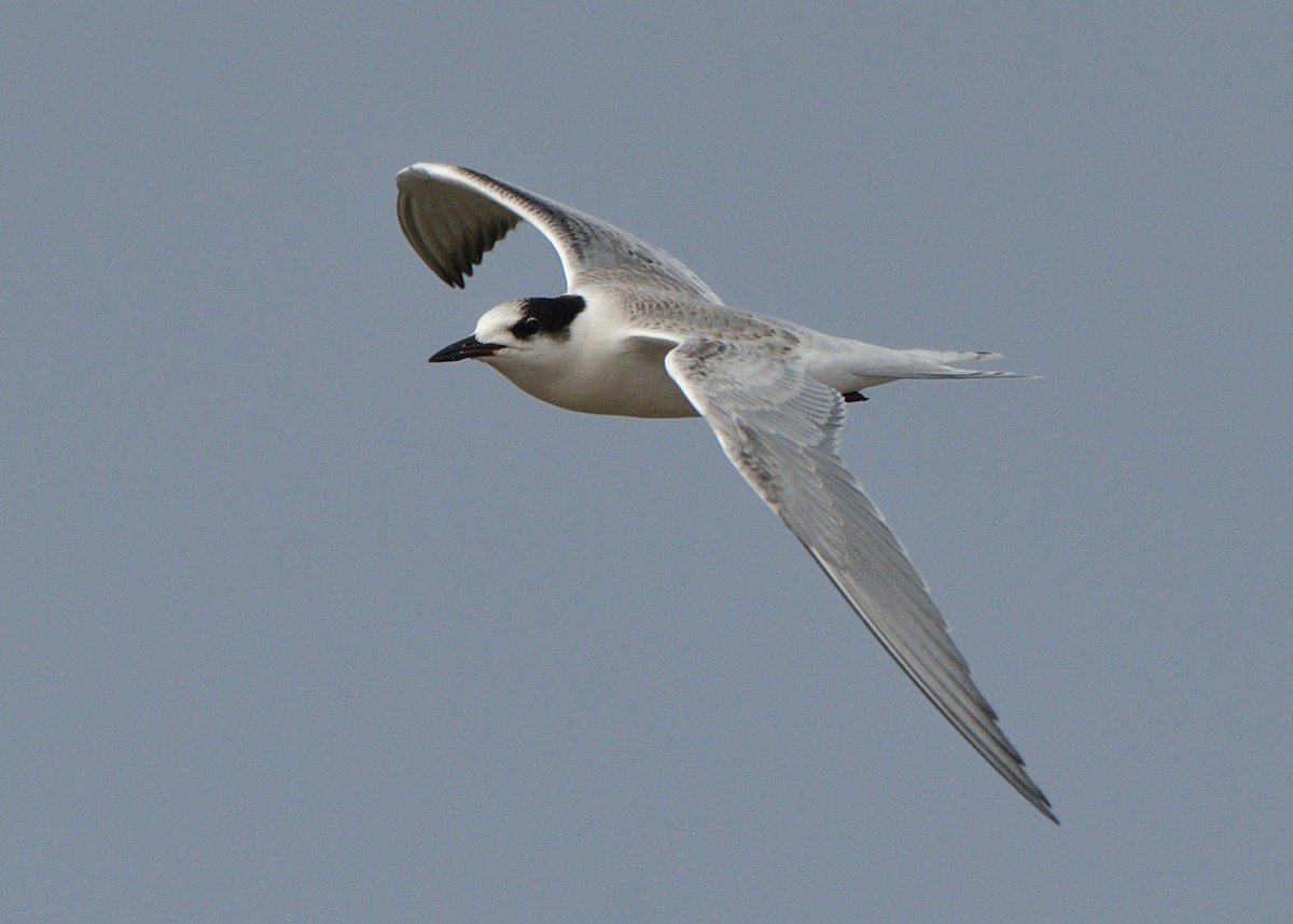 Common Tern - ML168855451
