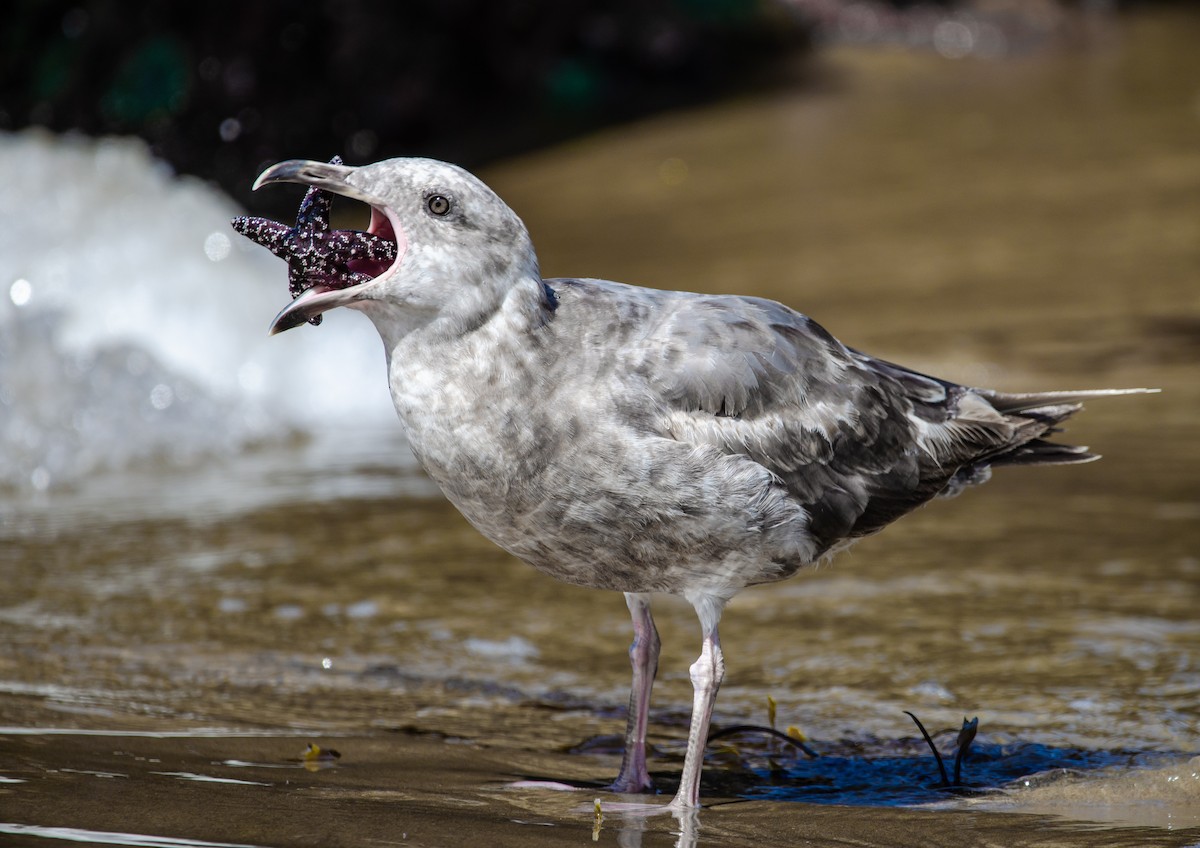 Western x Glaucous-winged Gull (hybrid) - ML168858181