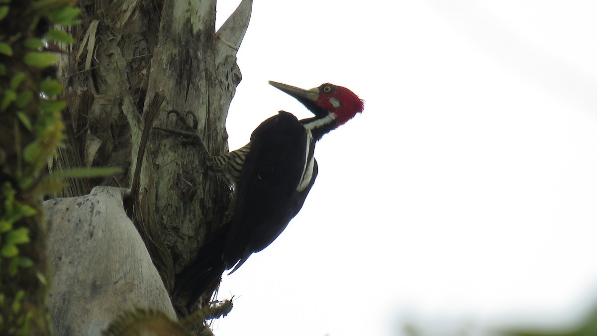 Crimson-crested Woodpecker - Juan Pablo Arboleda
