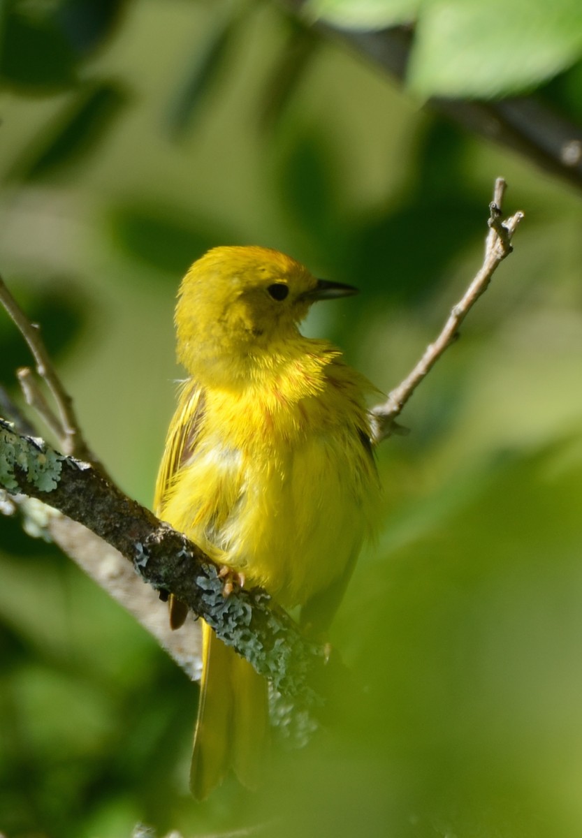 Yellow Warbler - Richard Garrigus