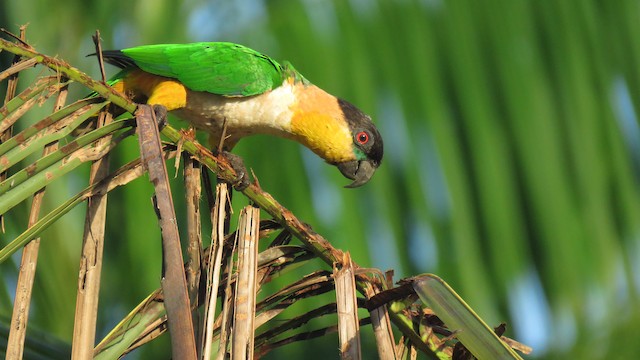 Black store headed caique