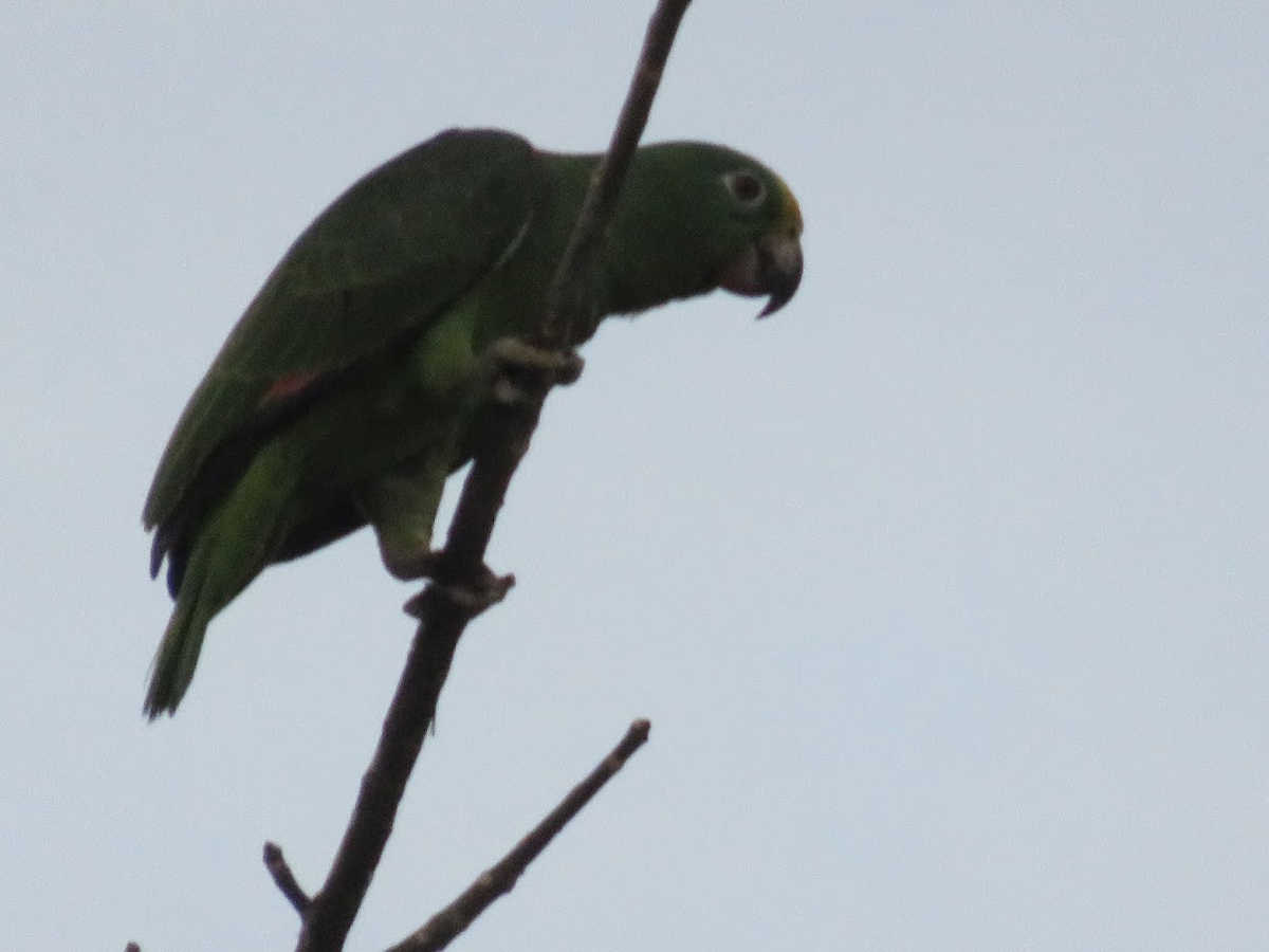 Yellow-crowned Parrot - ML168859441