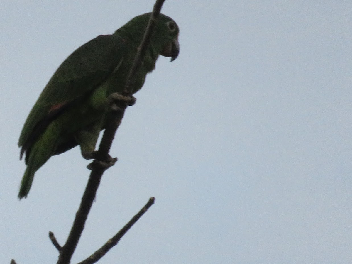 Yellow-crowned Parrot - ML168859501