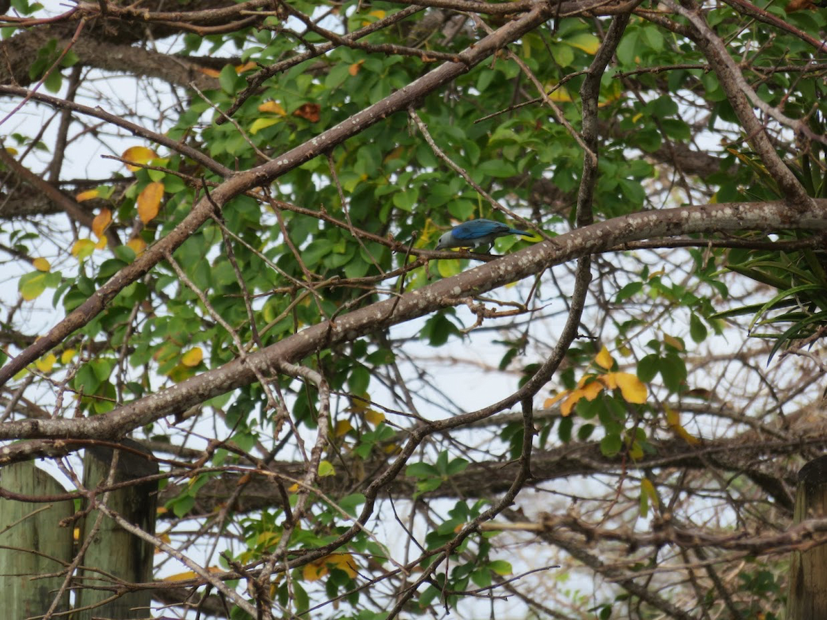 Blue-gray Tanager - Leon Hickok
