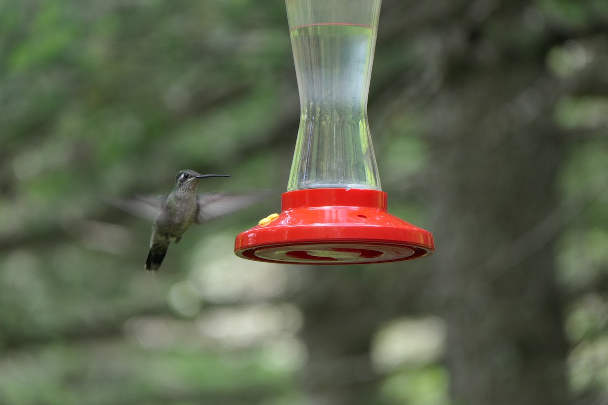 Rivoli's Hummingbird - Kathryn Hiestand