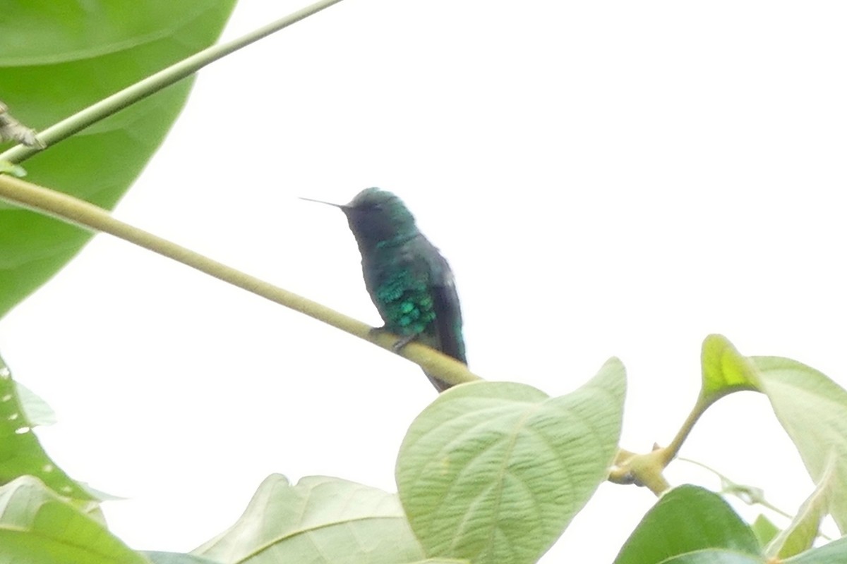 Shining-green Hummingbird - Peter Kaestner