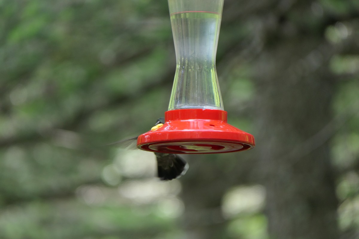 Rivoli's Hummingbird - ML168861531