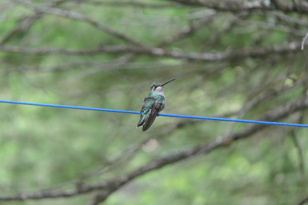 Rivoli's Hummingbird - Kathryn Hiestand