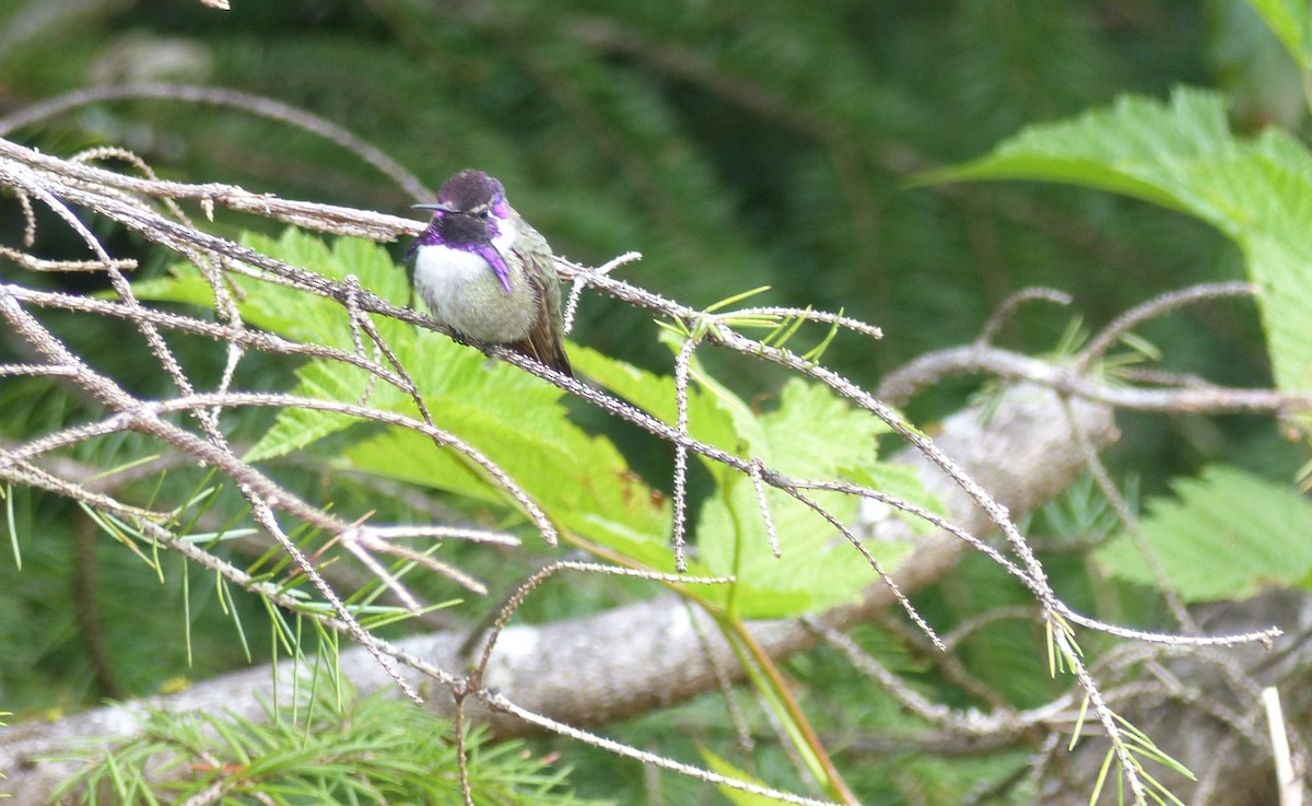 Costa's Hummingbird - Gus van Vliet