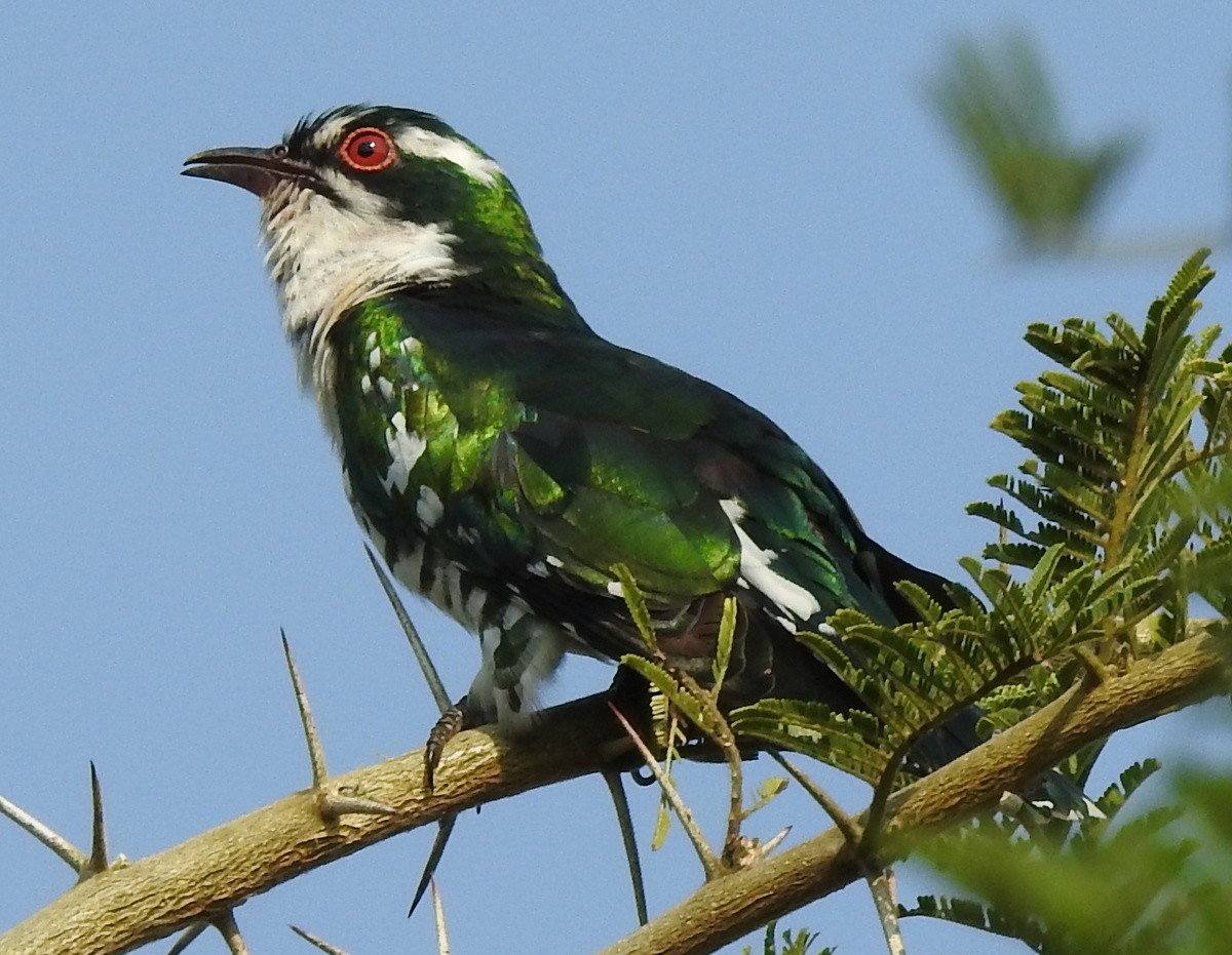 Dideric Cuckoo - Andy Frank