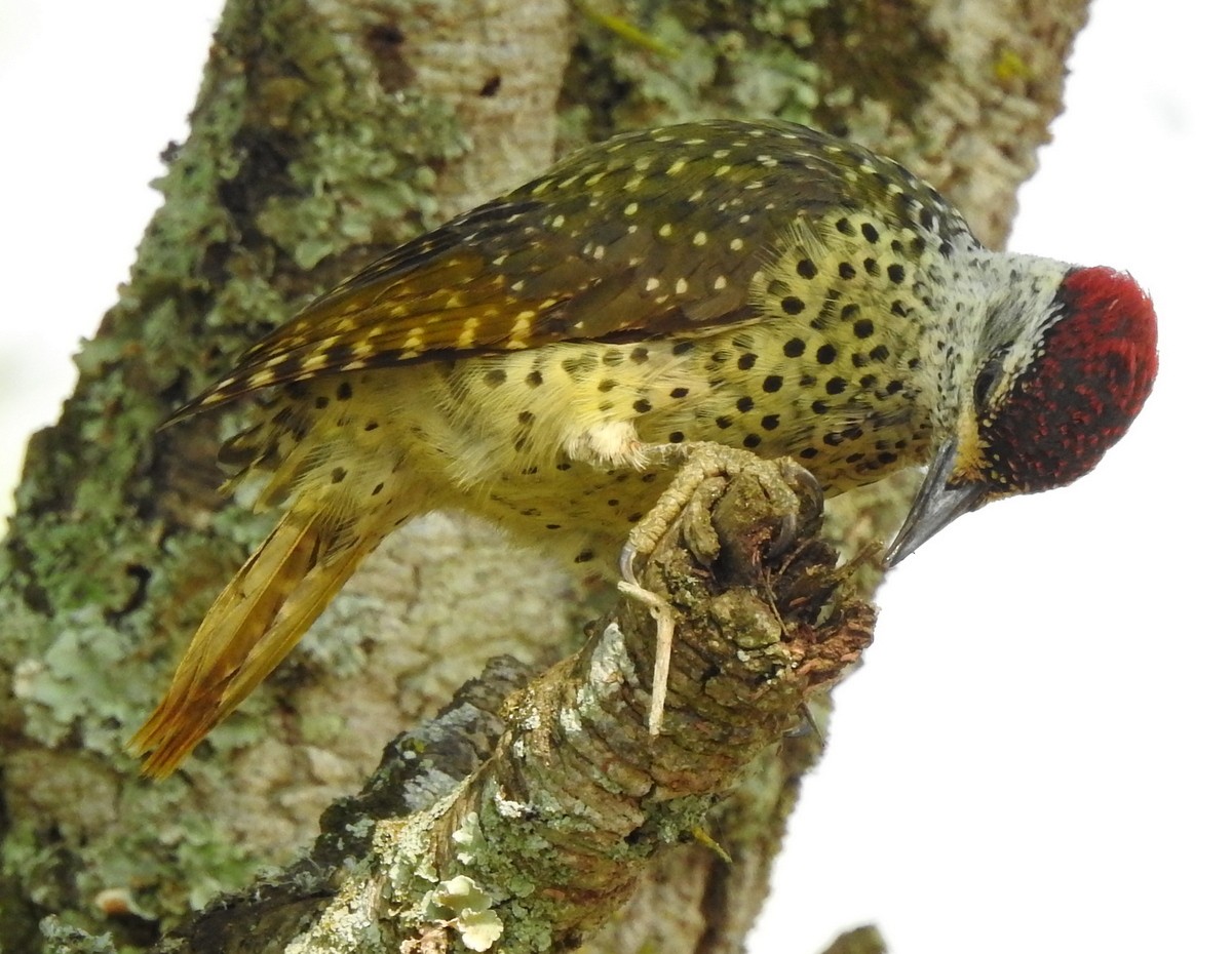 Green-backed Woodpecker - ML168864431