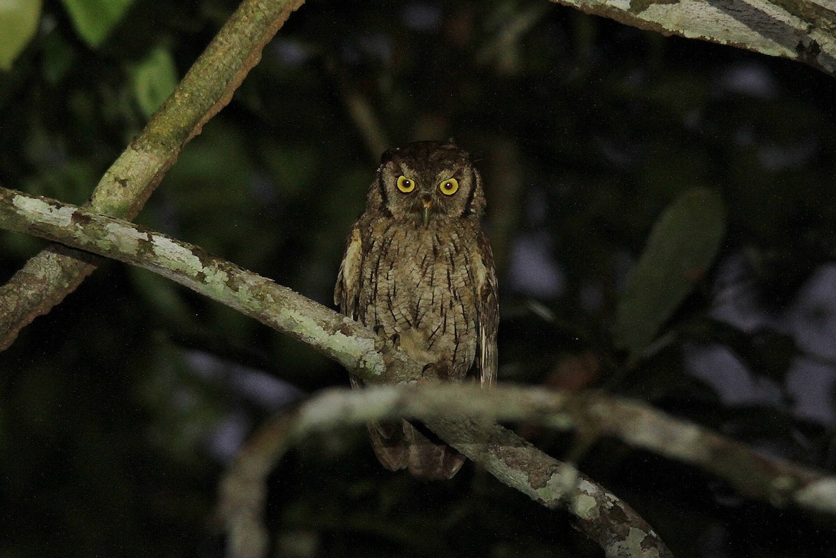 Tropical Screech-Owl - Ron Furnish