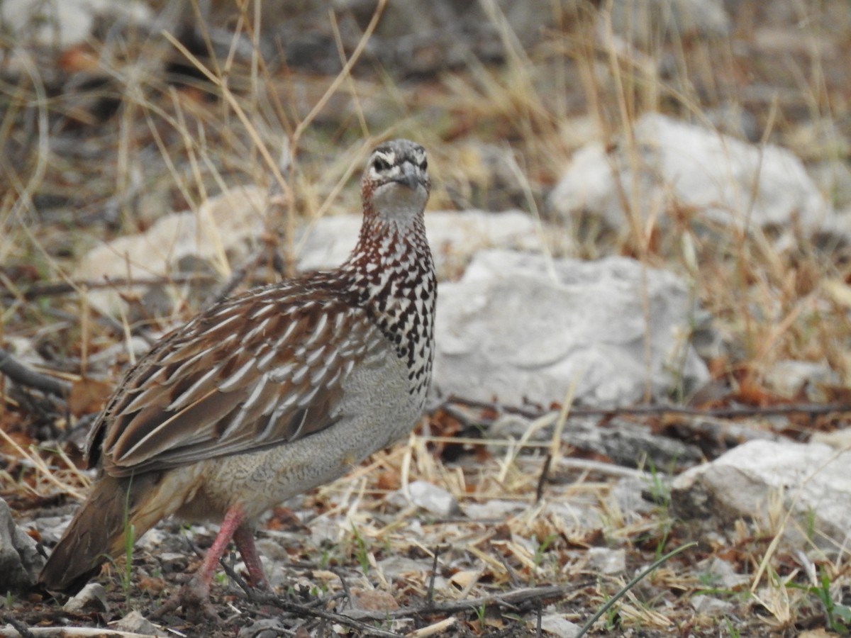 Crested Francolin - Cynthia Norris