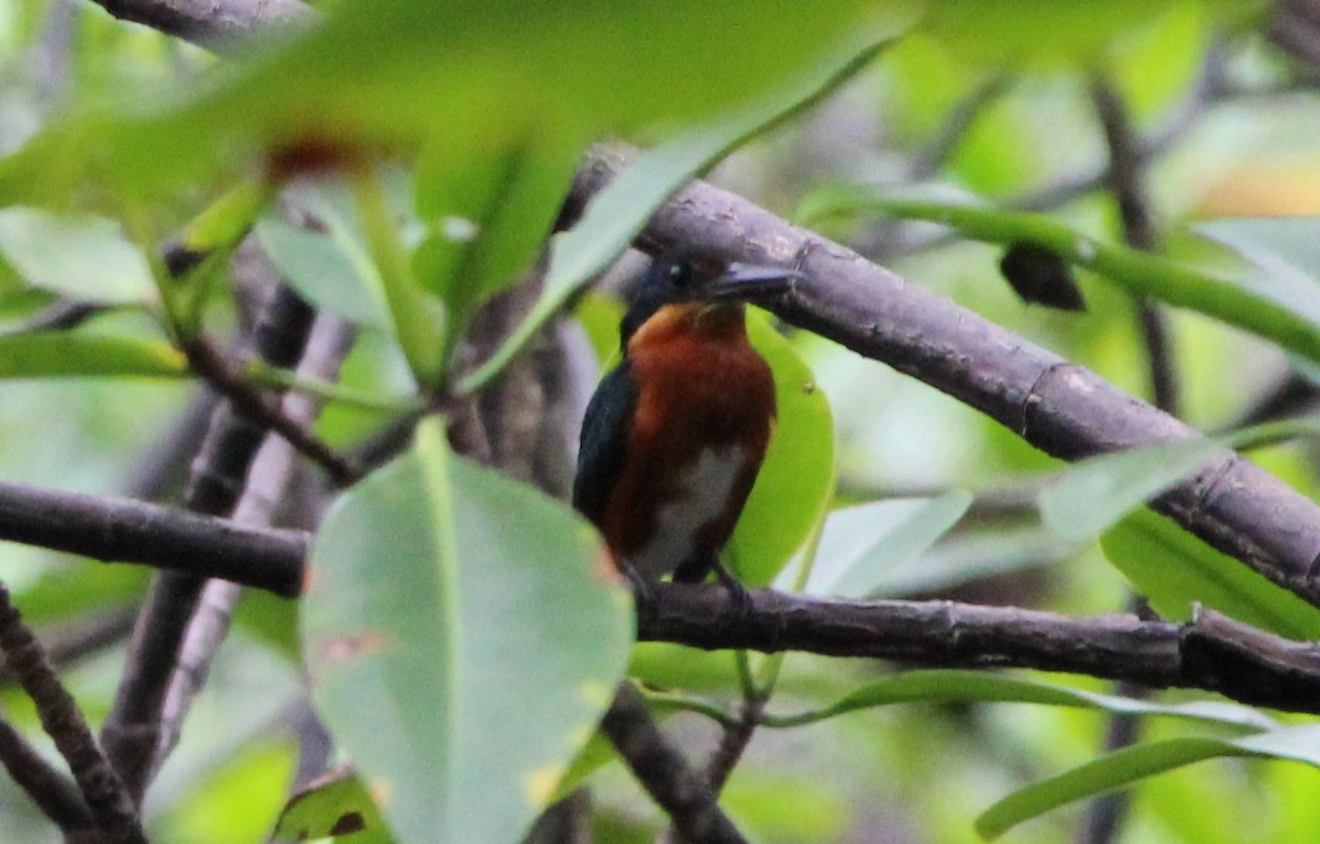 American Pygmy Kingfisher - BJ dooley