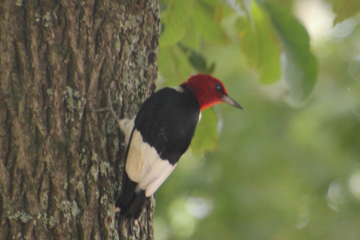Red-headed Woodpecker - BettySue Dunn