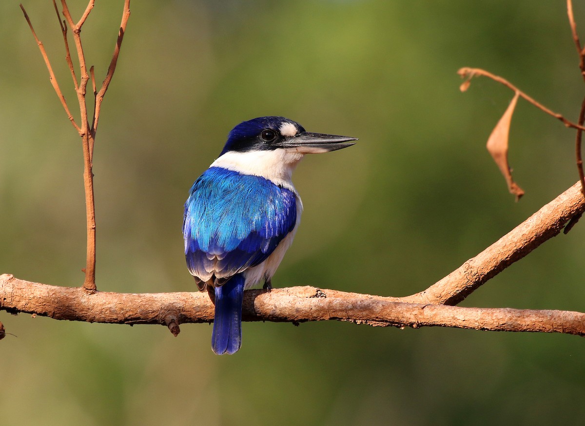 Forest Kingfisher - ML168883671