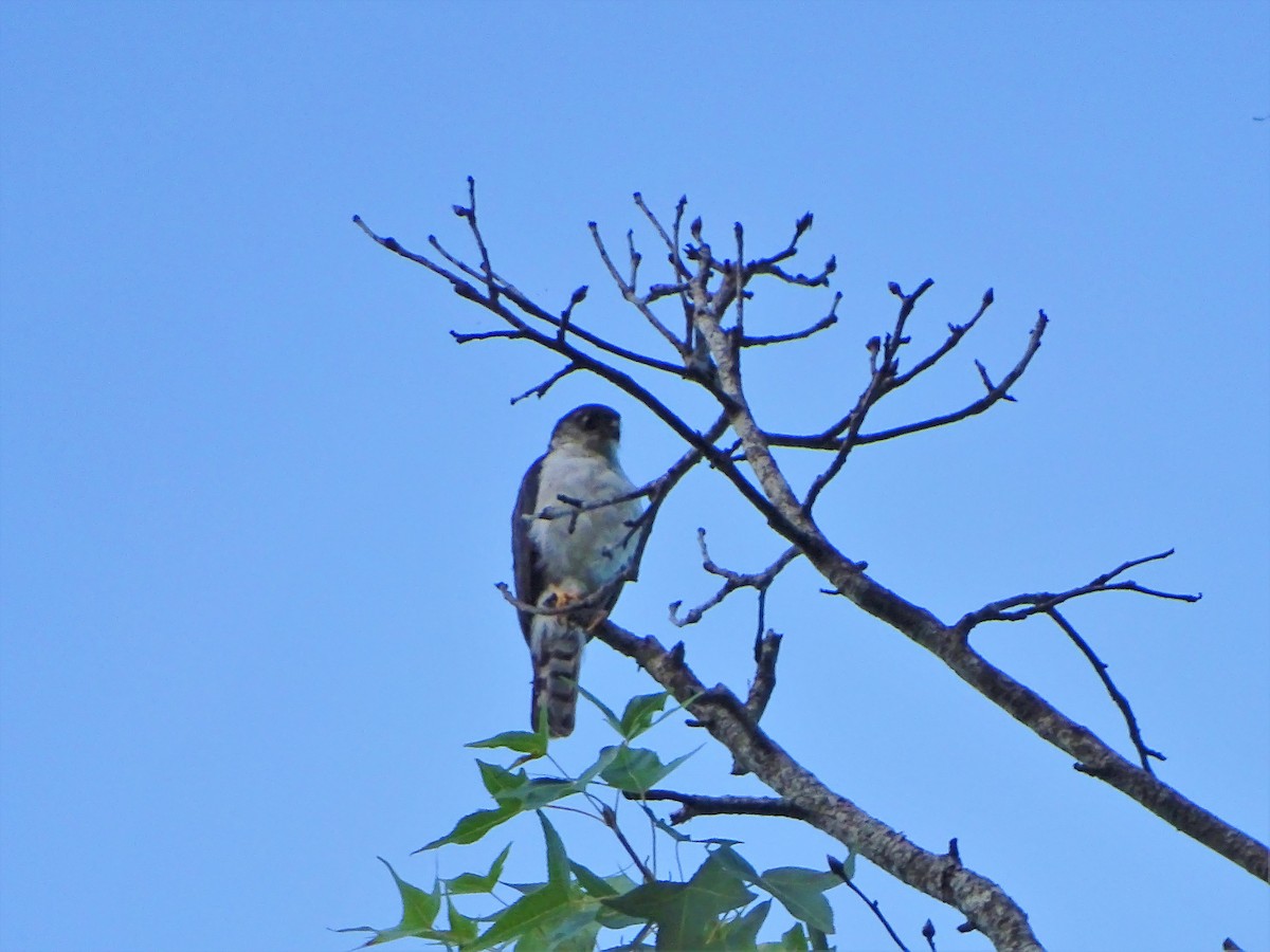 Sharp-shinned Hawk (White-breasted) - ML168884931