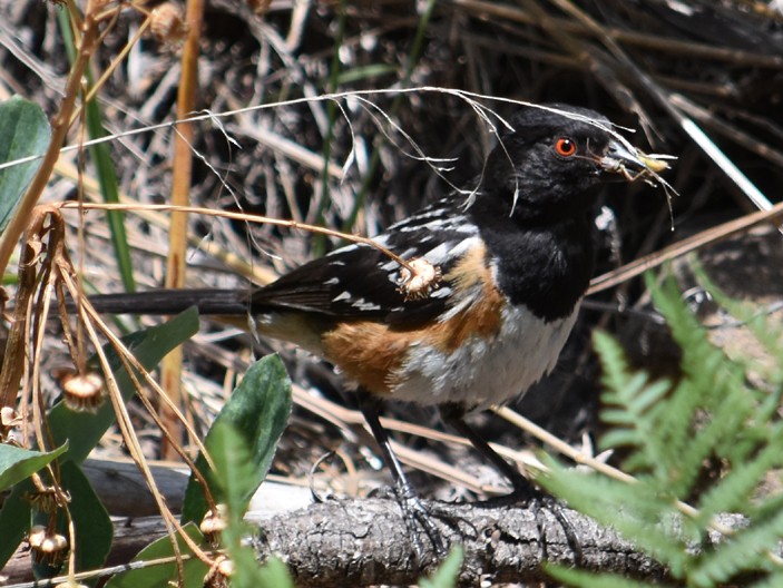 Spotted Towhee - Steve Nord