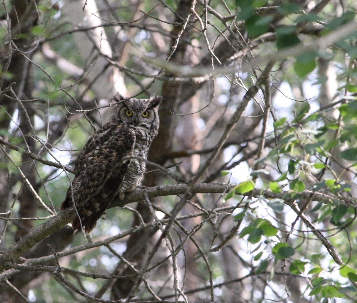 Great Horned Owl - ML168887231