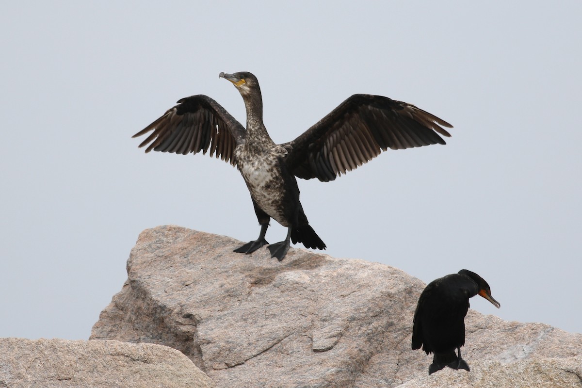 Great Cormorant (North Atlantic) - Nick Bonomo