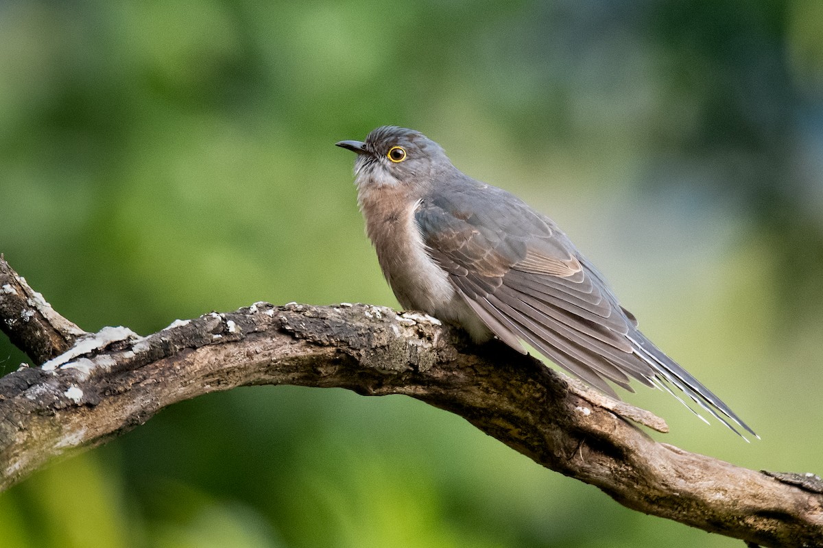 Fan-tailed Cuckoo - Hayley Alexander