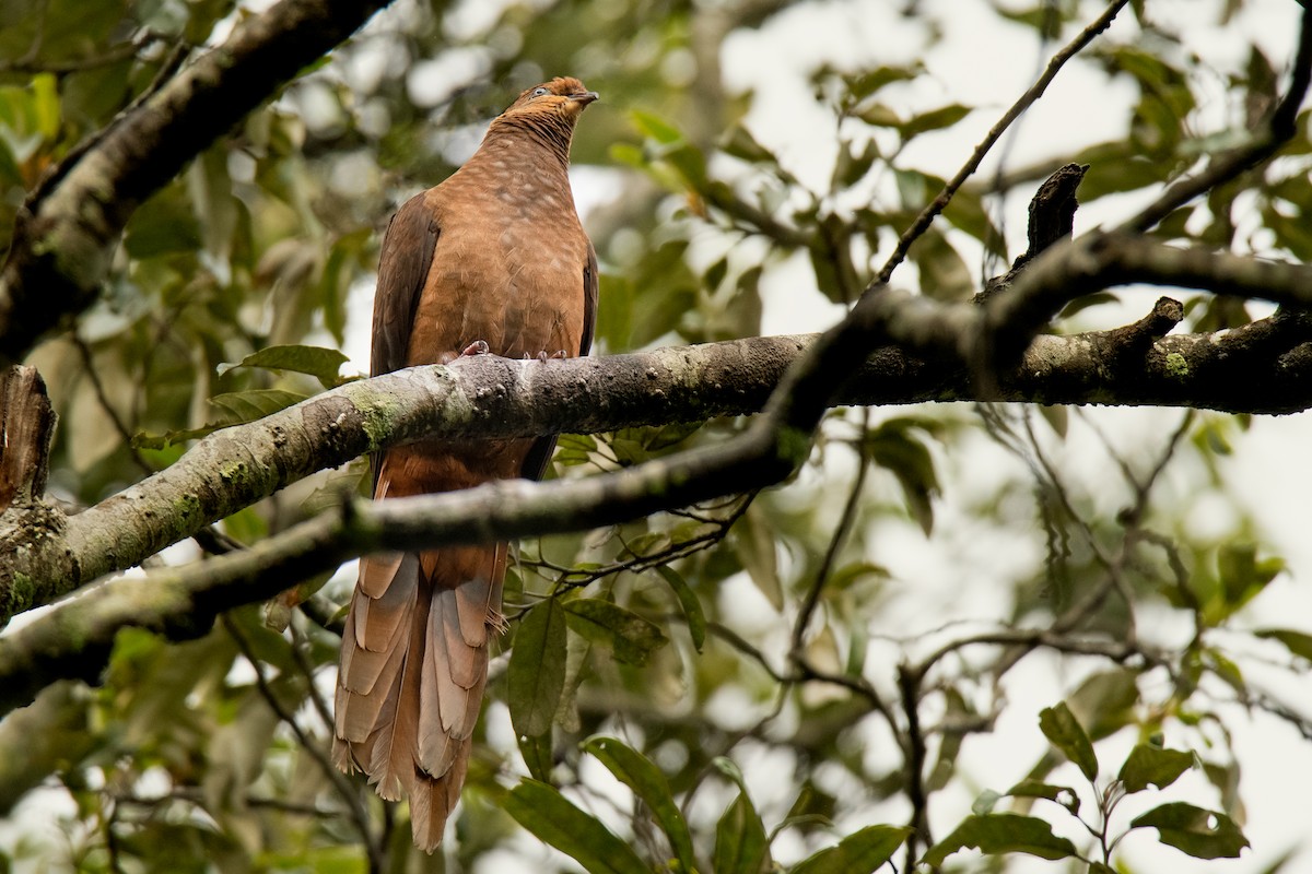 Brown Cuckoo-Dove - Hayley Alexander