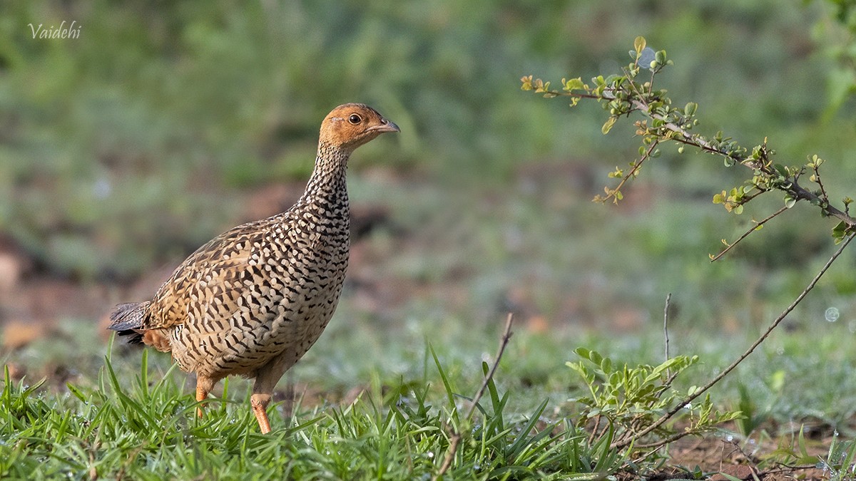 Painted Francolin - ML168904201