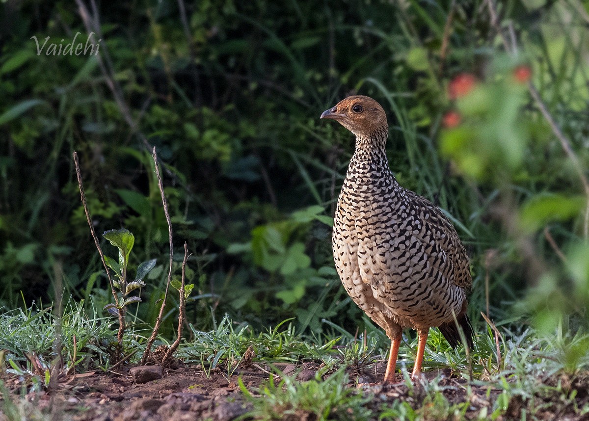 Painted Francolin - ML168904211