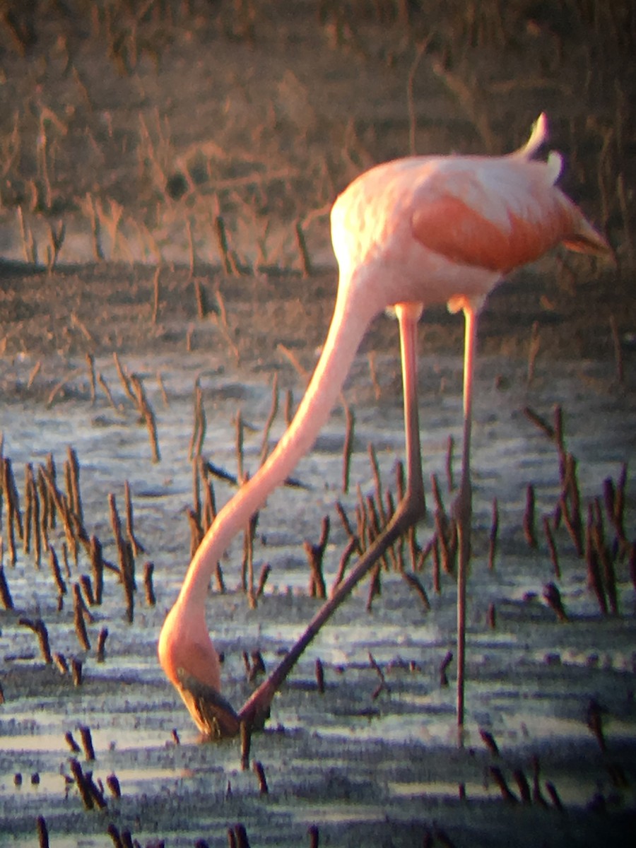 American Flamingo - Tim Kavan