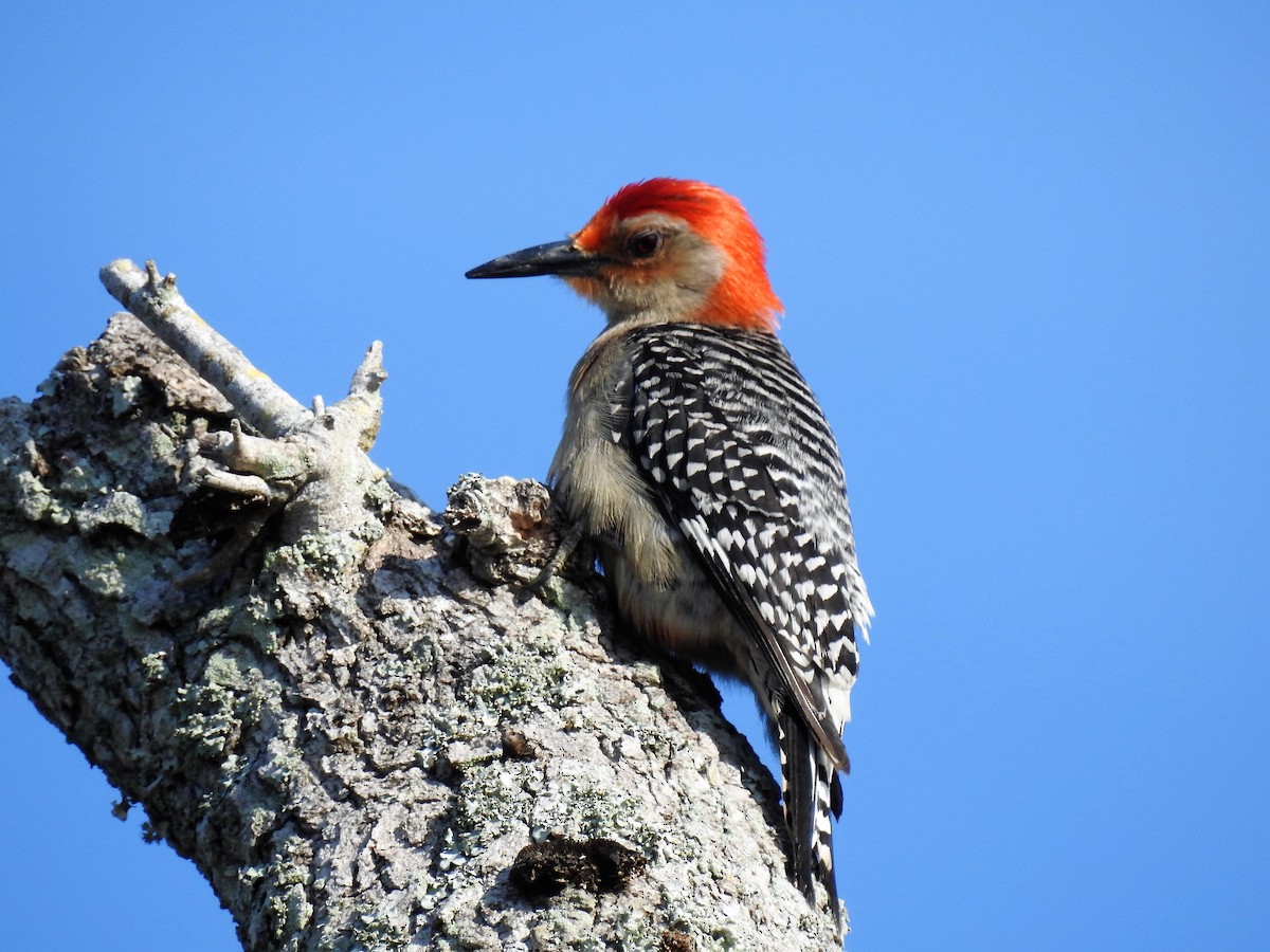 Red-bellied Woodpecker - ML168913591