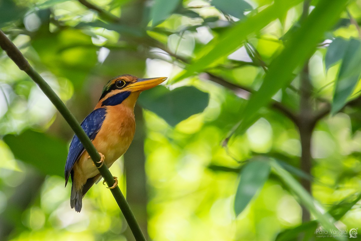 Rufous-collared Kingfisher - Pattaraporn Vangtal