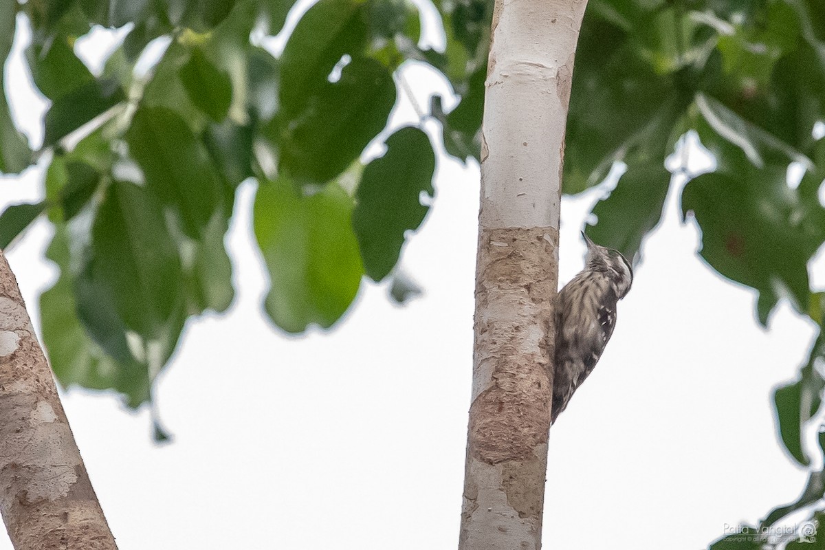Gray-capped Pygmy Woodpecker - ML168916381