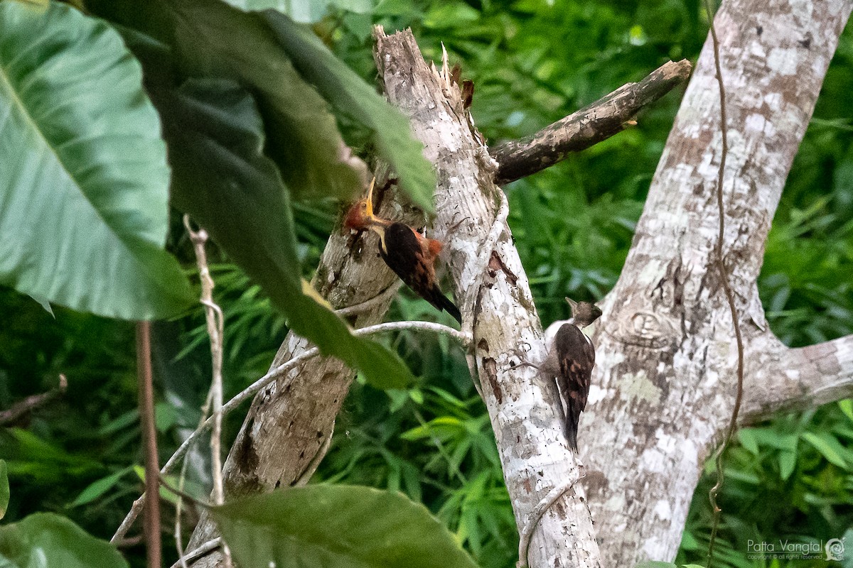 Orange-backed Woodpecker - ML168916401