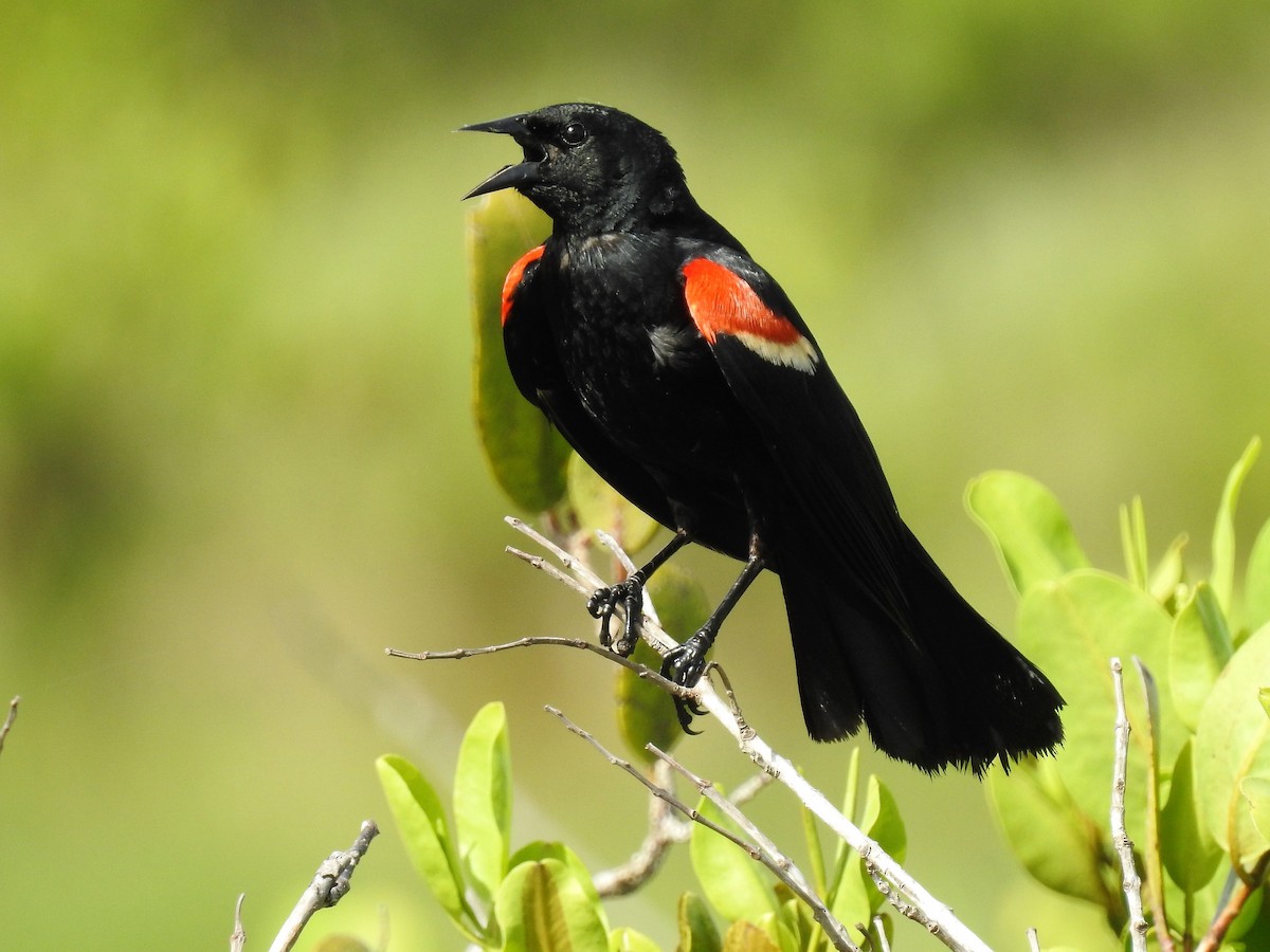 Red-winged Blackbird - ML168916731
