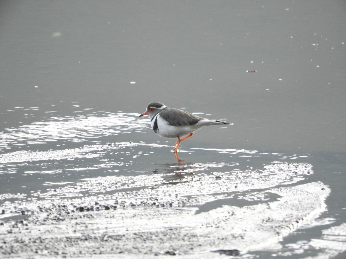 Three-banded Plover - ML168917921